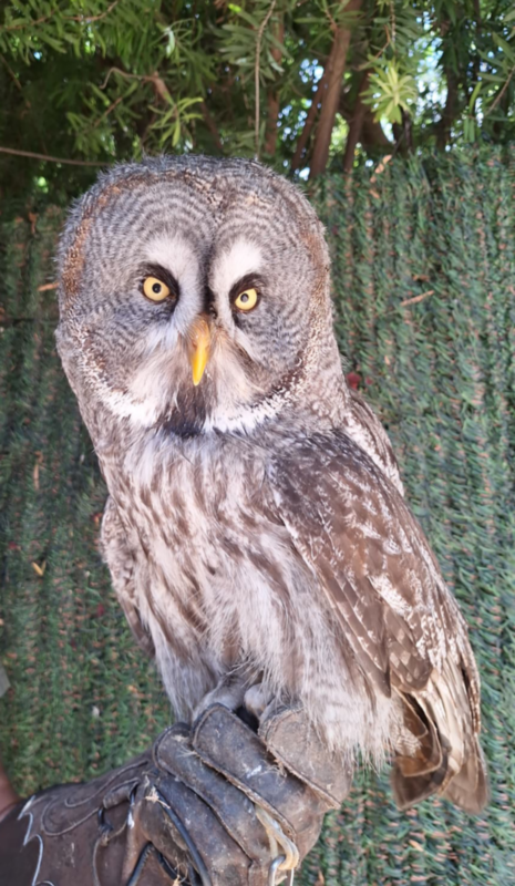 Terra Natura Benidorm GreyOwl